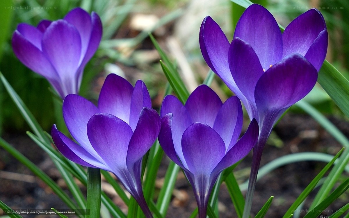 Purple crocuses in bloom
