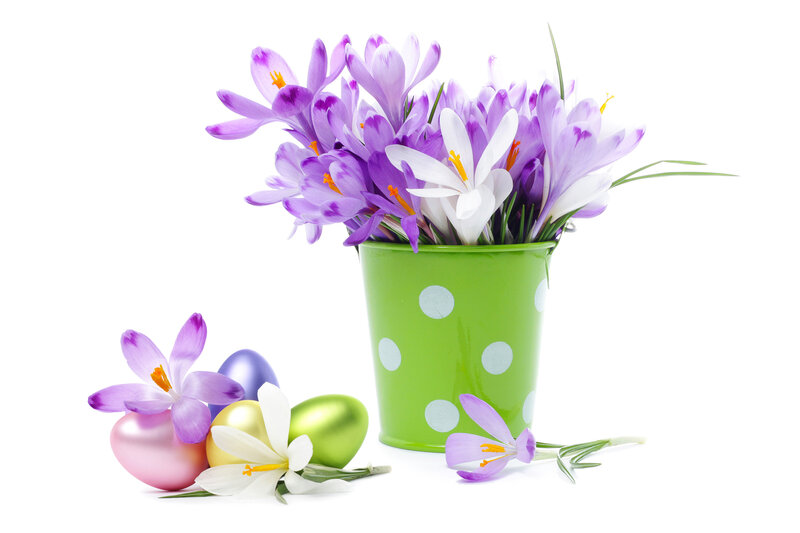 Purple Crocuses in Bucket — Green