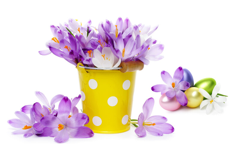 Purple Crocuses in Bucket