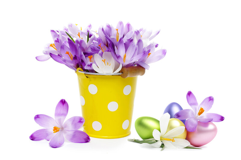 Purple Crocuses in Bucket — Yellow