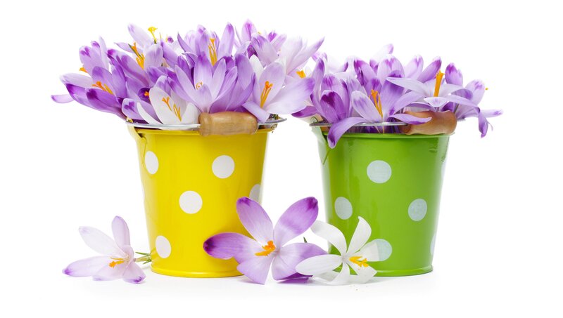 Purple Crocuses in Buckets — Bright