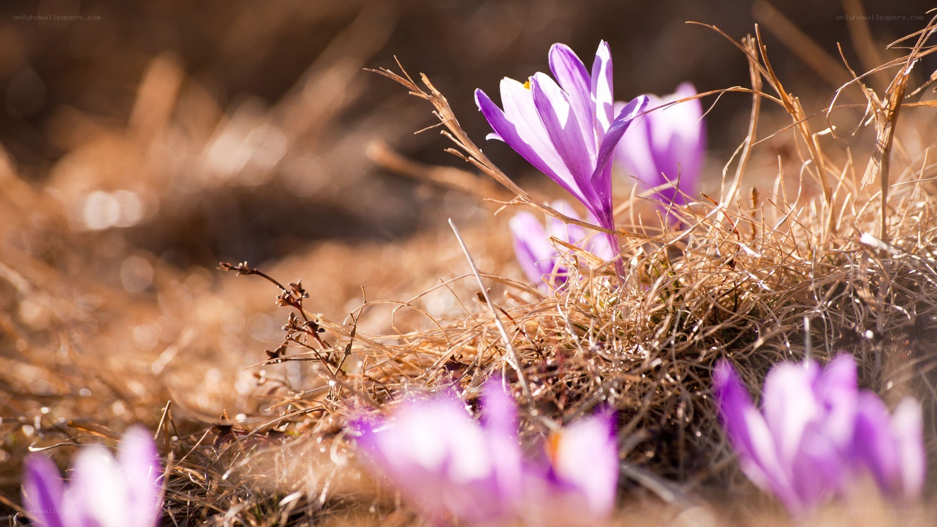 Purple crocuses in dry grass