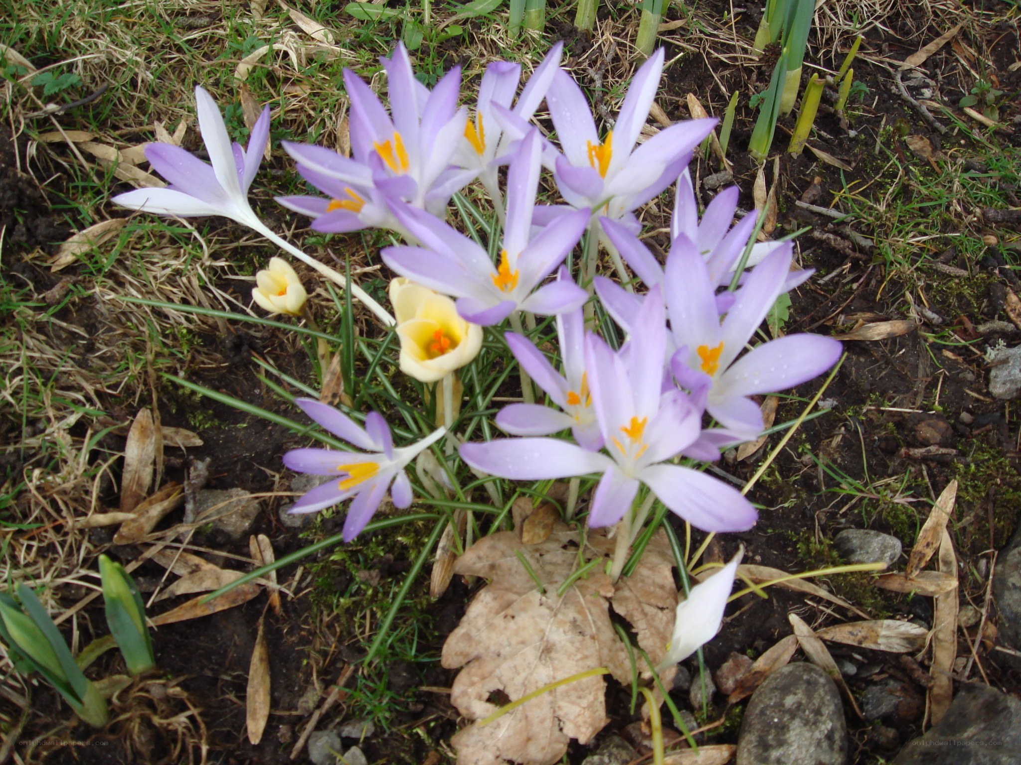 Purple crocuses in early spring