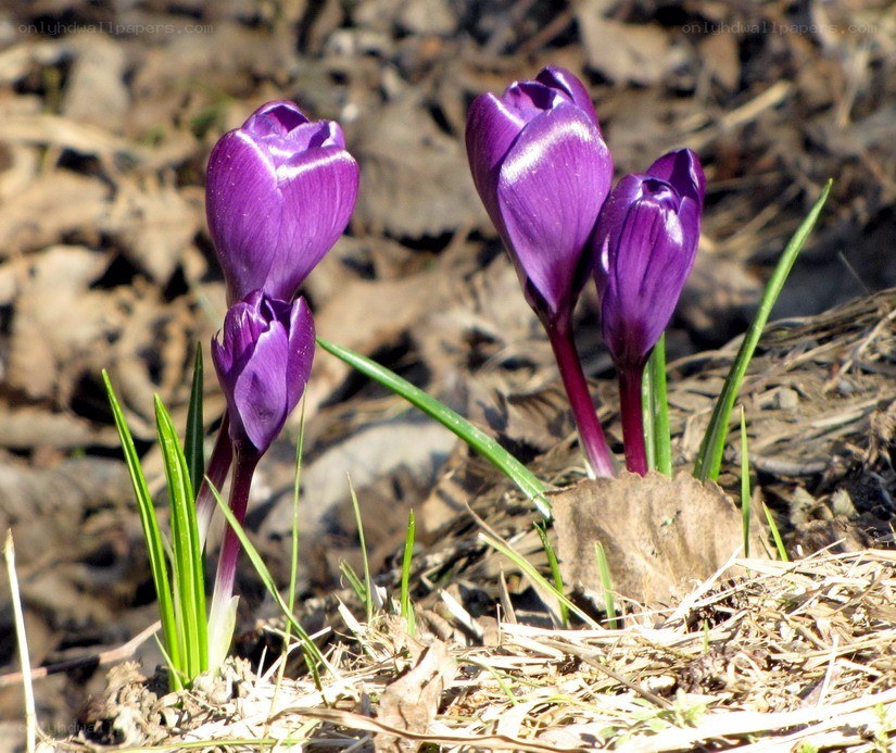 Purple crocuses in early spring