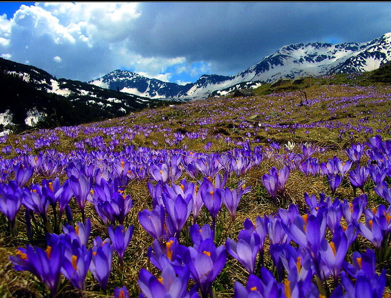 Purple Crocuses in Field — Dramatic
