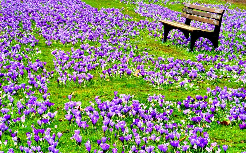 Purple Crocuses in Field — Serene, Spring, Photograph, Bench, Grass