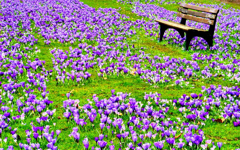 Purple Crocuses in Field — Serene, Spring, Photograph, Bench