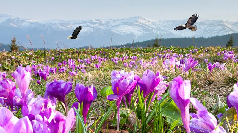 Purple Crocuses in Field — Serene, Spring, Photograph, Eagles