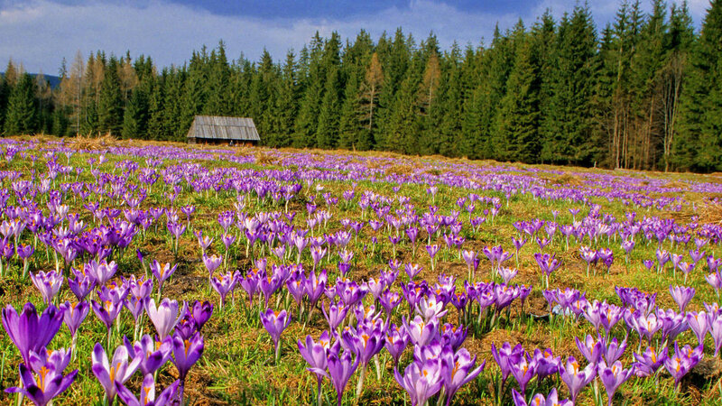 Purple Crocuses in Field — Serene, Spring, Photograph, Forest, Barn