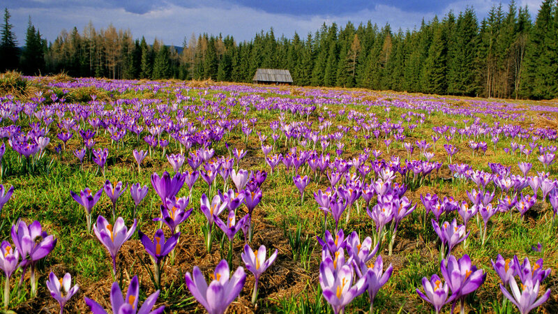 Purple Crocuses in Field — Serene, Spring, Photograph, Forest