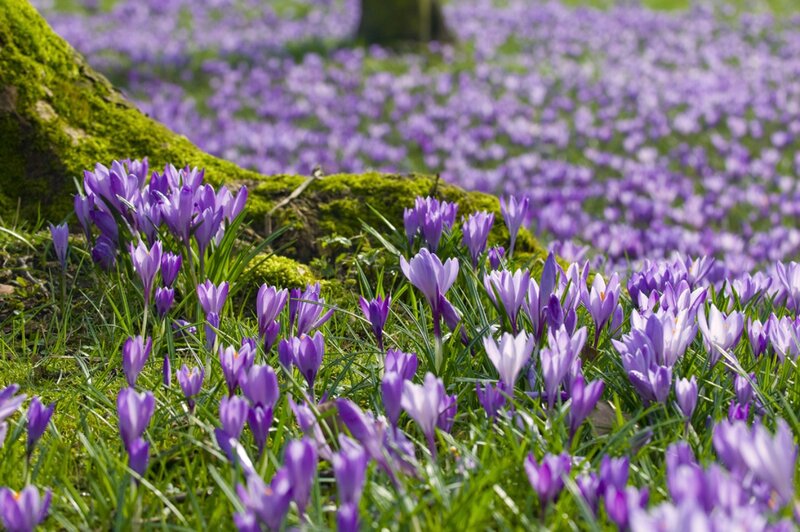 Purple Crocuses in Field — Serene, Spring, Photograph, Mossy Tree Trunk