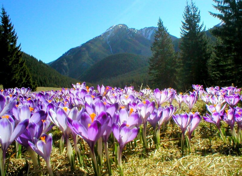 Purple Crocuses in Field — Serene, Spring, Photograph, Mountains