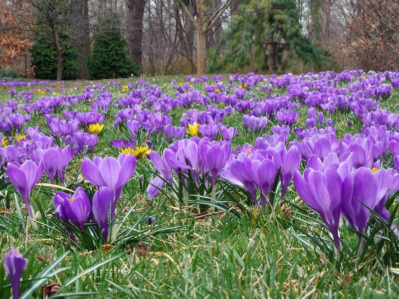 Purple Crocuses in Field — Serene, Spring, Photograph
