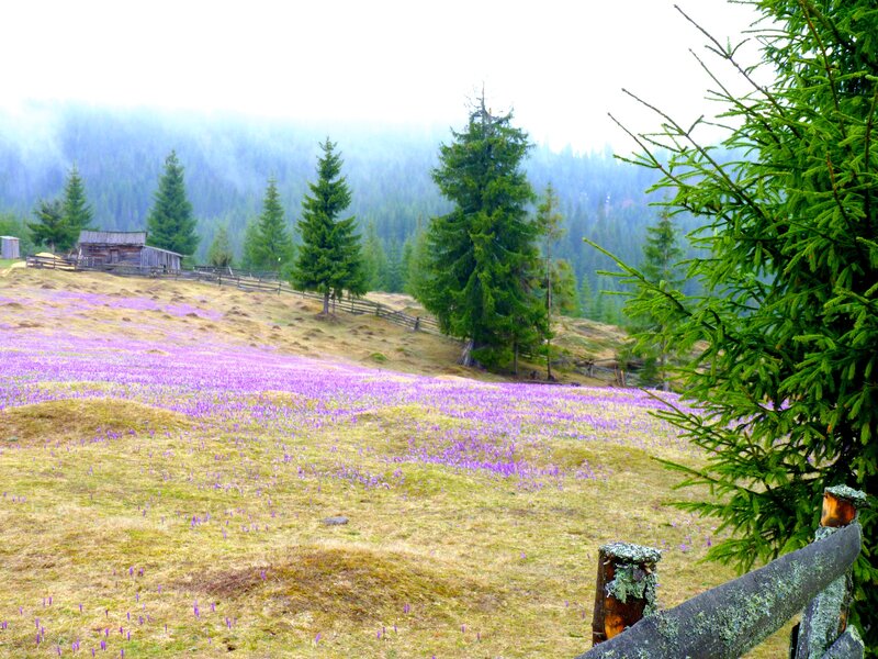 Purple Crocuses in Field — Serene, Spring, Photograph, Trees, Fence