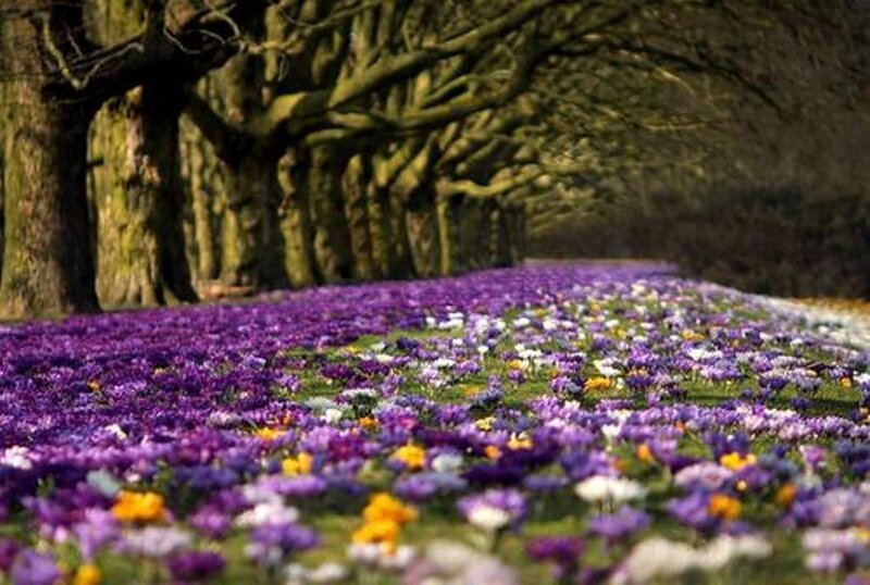 Purple Crocuses in Field — Serene, Spring, Photograph, Trees