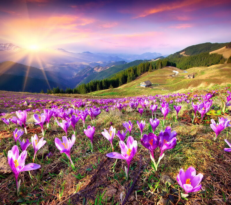 Purple Crocuses in Field — Serene, Sunrise