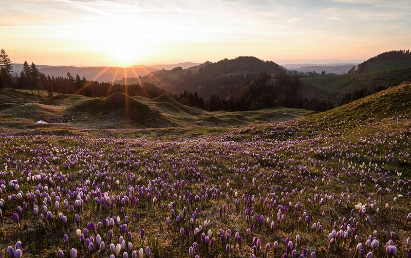 Purple Crocuses in Field — Serene, Sunset, Photograph, Sunrise