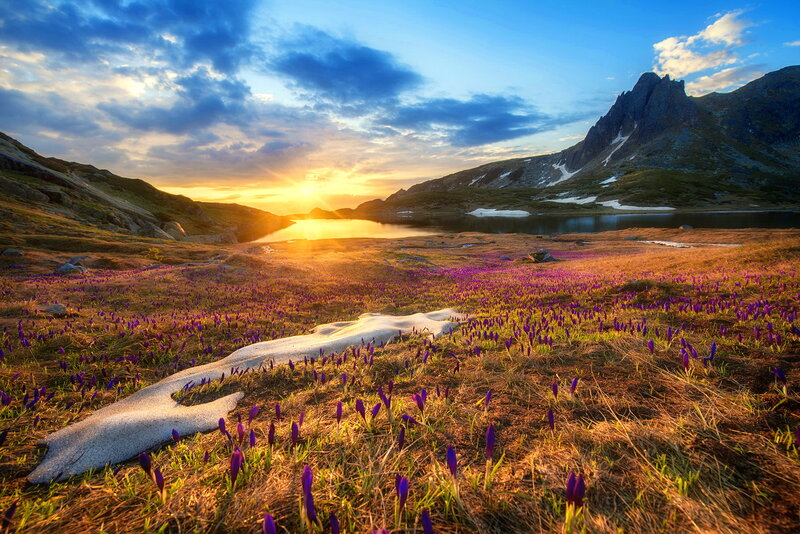 Purple Crocuses in Field — Serene, Sunset, Photograph
