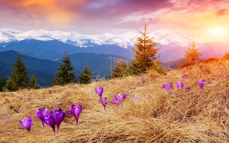 Purple Crocuses in Field — Serene, Sunset