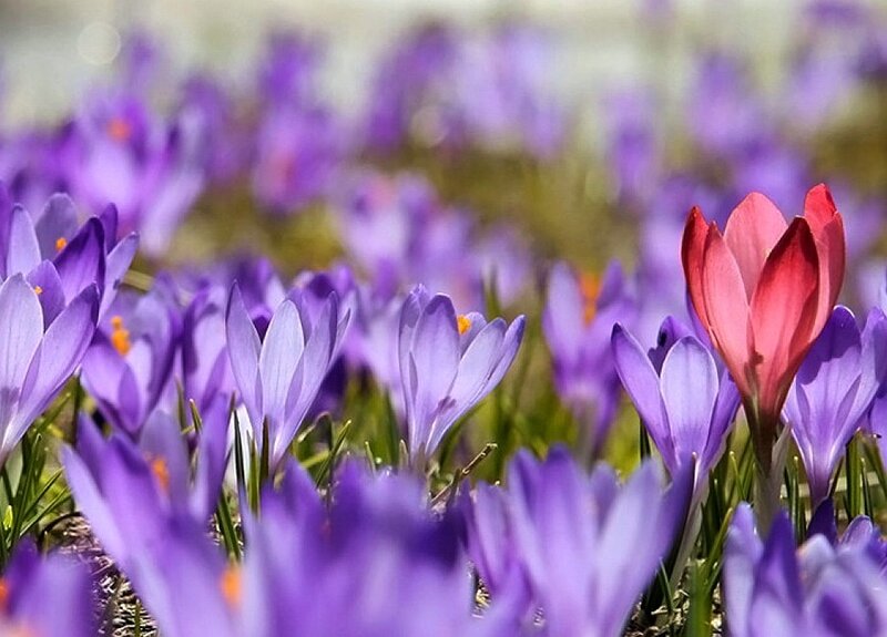 Purple Crocuses in Field — Serene