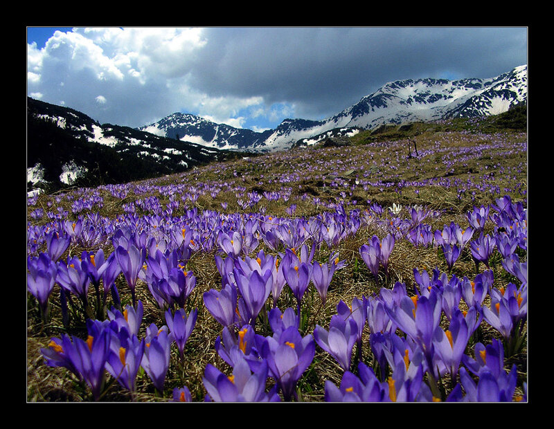 Purple Crocuses in Field
