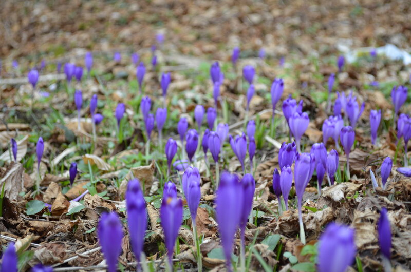 Purple Crocuses in Forest — Calm