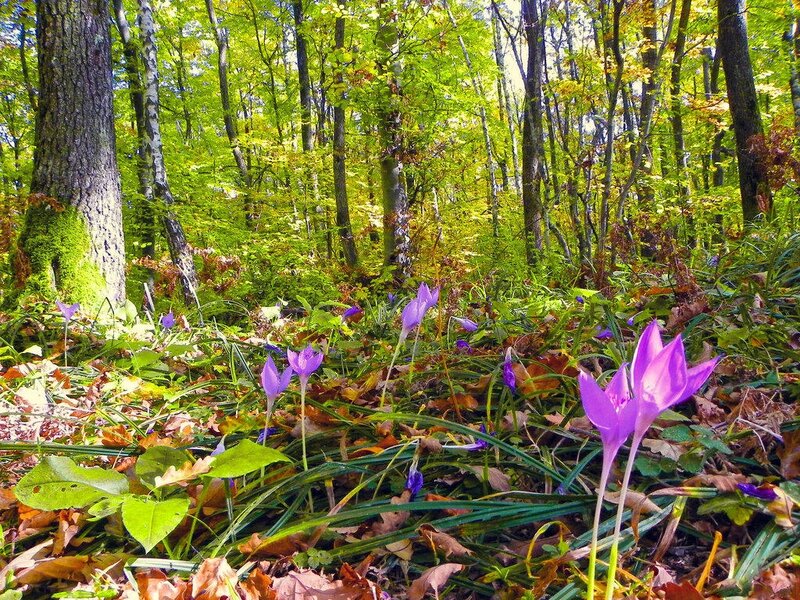 Purple Crocuses in Forest — Green, Serene, Autumn