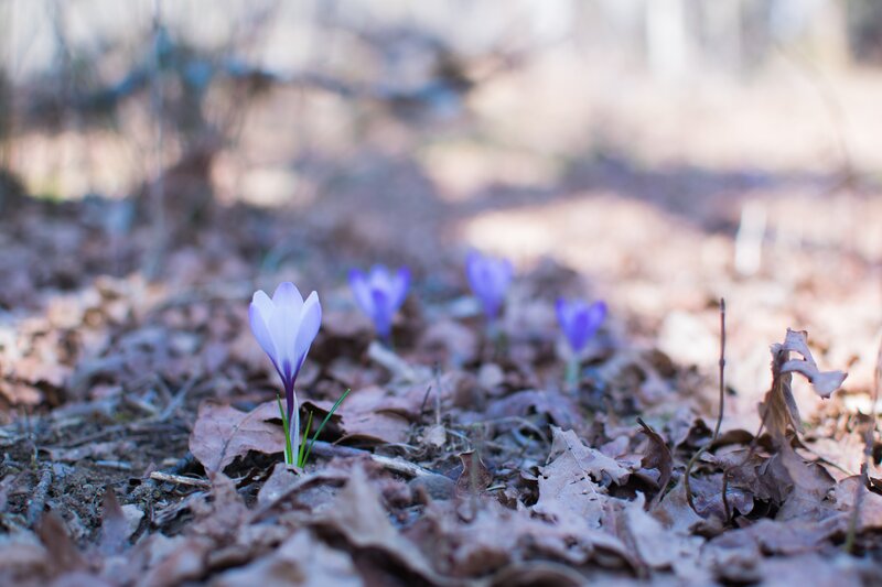 Purple Crocuses in Forest — Serene, Spring, Photograph, Leaves
