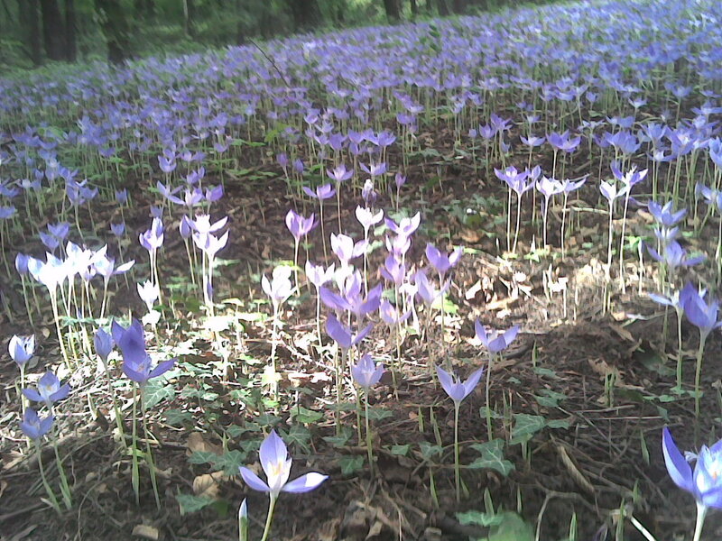 Purple Crocuses in Forest — Serene, Spring, Photograph