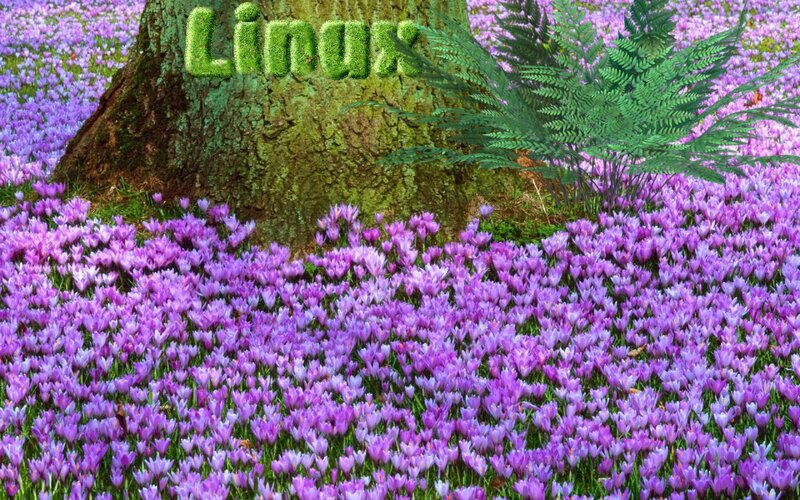 Purple Crocuses in Forest — Serene, Spring, Photograph, Tree Trunk