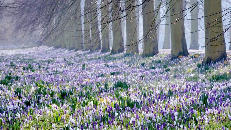 Purple Crocuses in Forest — Serene, Spring, Photograph, Trees, Flowers, Grass