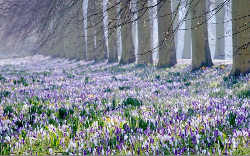 Purple Crocuses in Forest — Serene, Spring, Photograph, Trees, Flowers