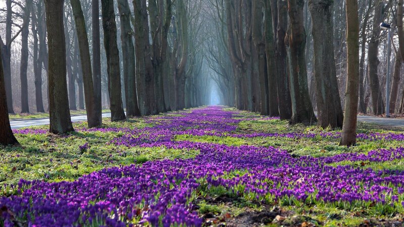 Purple Crocuses in Forest — Serene, Spring, Photograph, Trees, Road