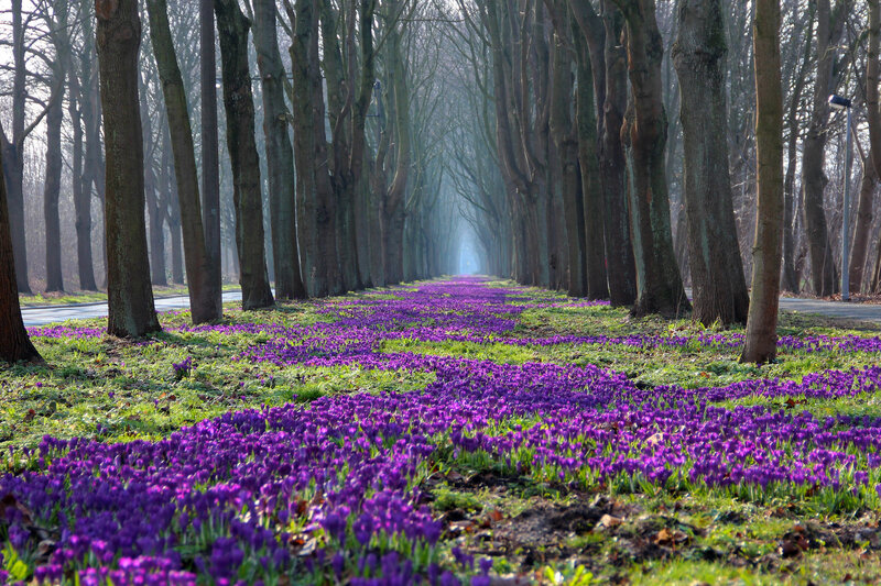 Purple Crocuses in Forest — Serene, Spring, Photograph, Trees