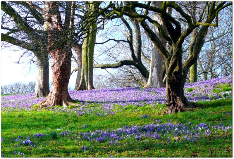 Purple Crocuses in Forest — Serene, Spring