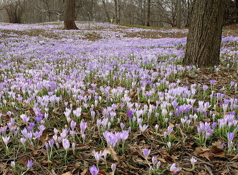 Purple Crocuses in Forest — Serene