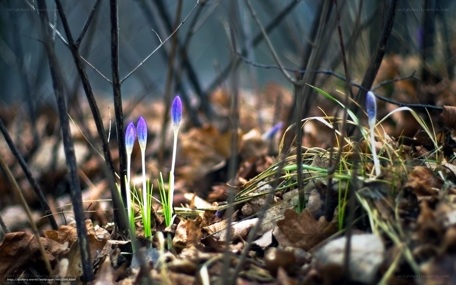 Purple crocuses in forest