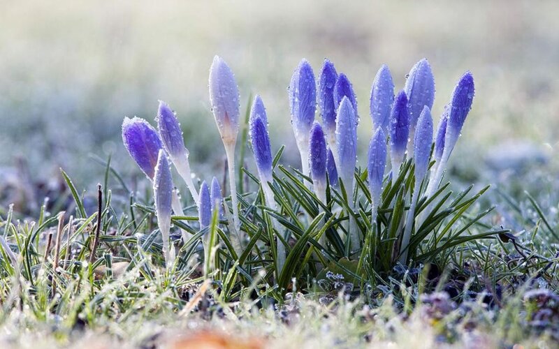 Purple Crocuses in Frost