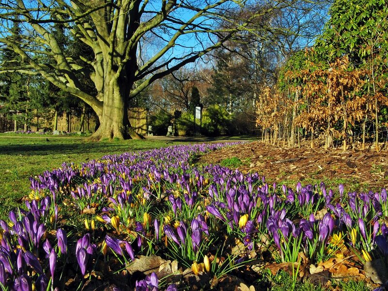Purple Crocuses in Garden — Serene, Spring