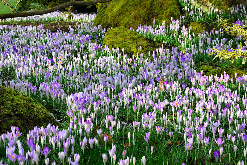 Purple Crocuses in Garden — Serene