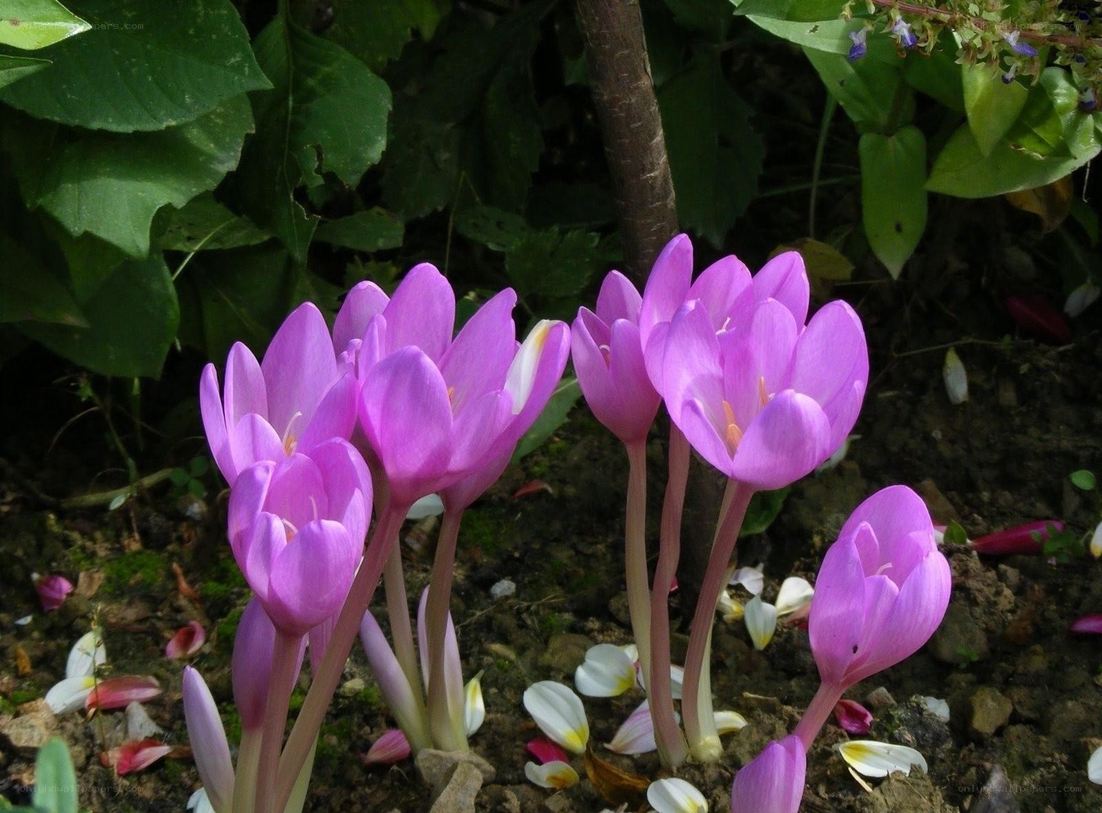 Purple crocuses in garden