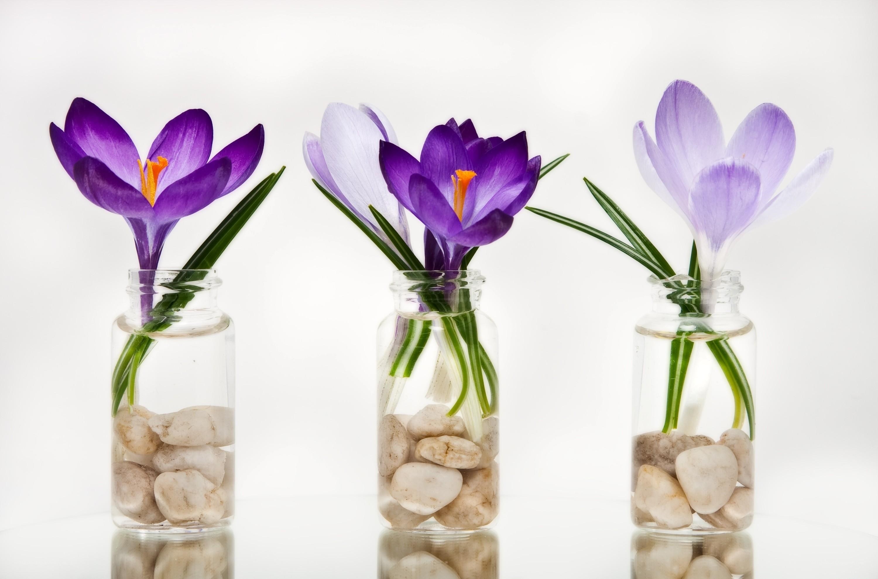 Purple crocuses in glass jars