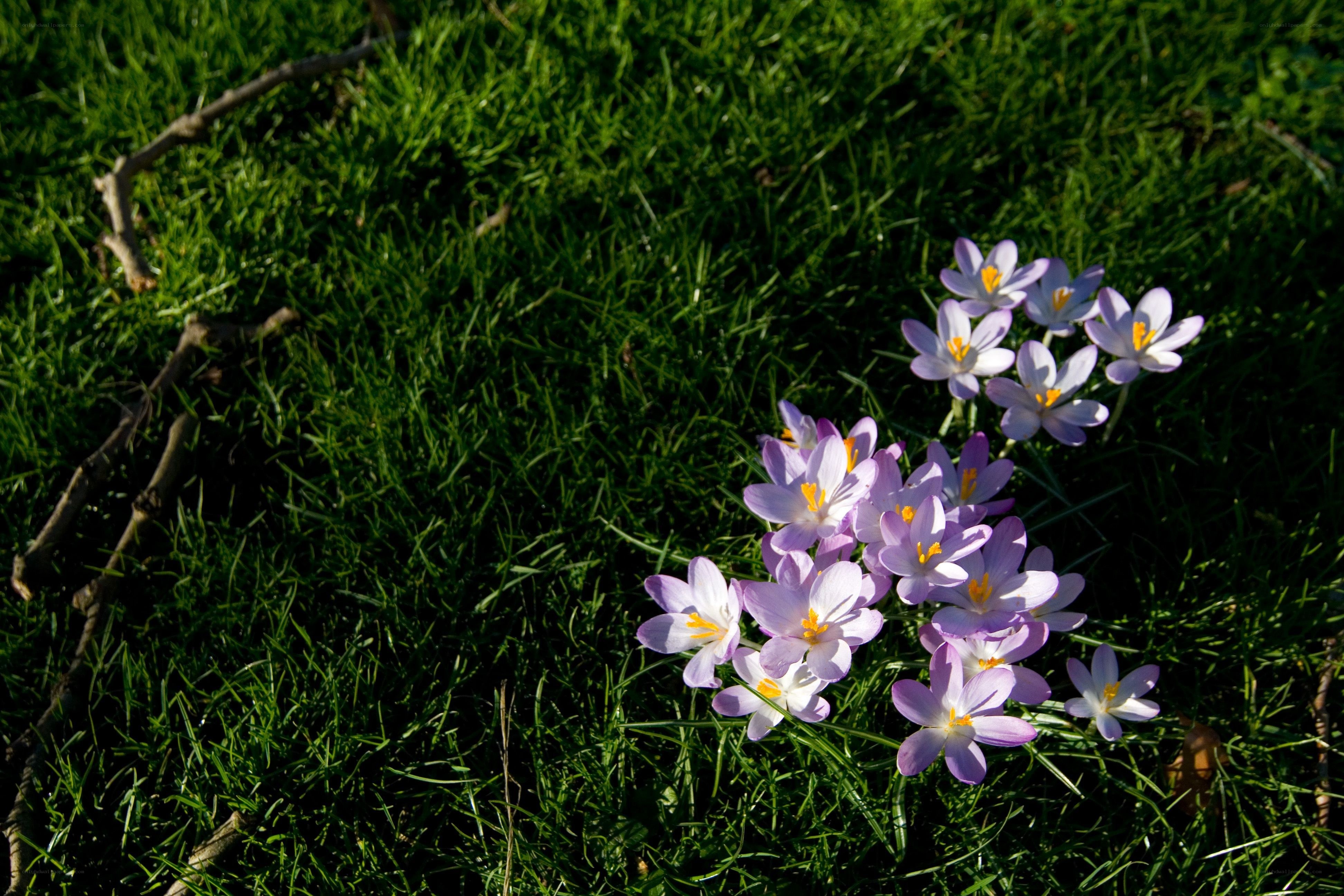 Purple crocuses in grass