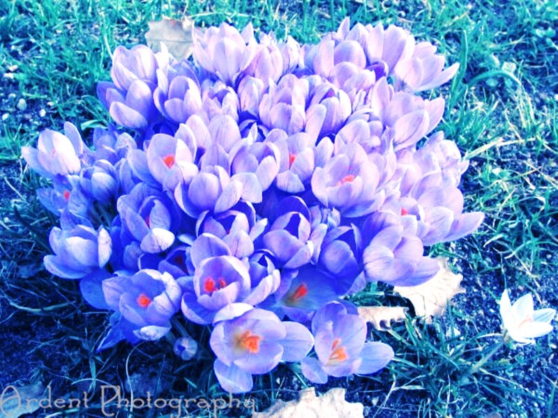 Purple Crocuses in Grass — Blue