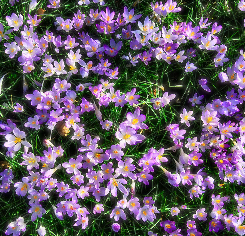 Purple Crocuses in Grass — Bright