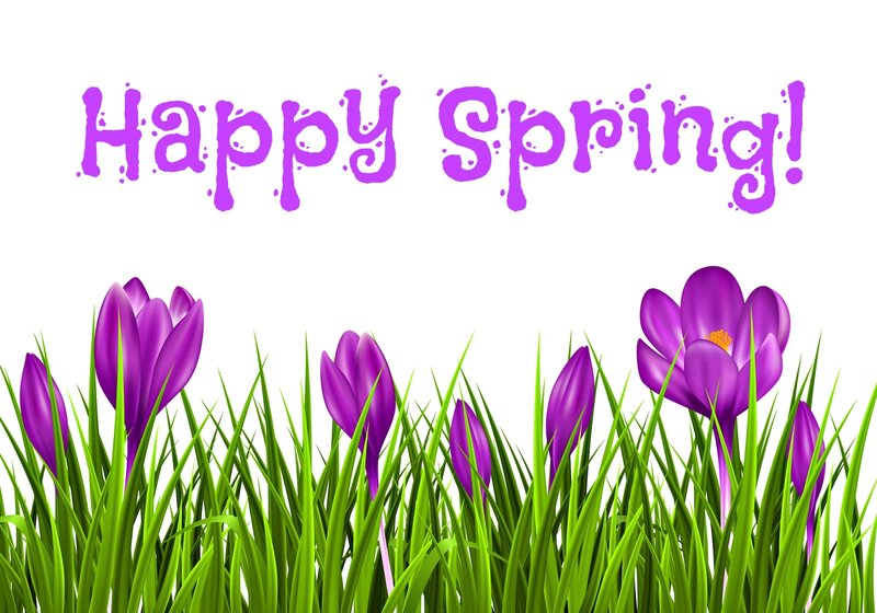 Purple Crocuses in Grass — Cheerful