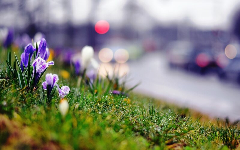 Purple Crocuses in Grass — Green, Serene, Spring, Photograph, Flowers, Road