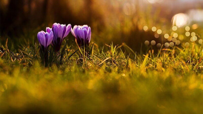 Purple Crocuses in Grass — Green, Serene, Spring, Photograph, Sunlight