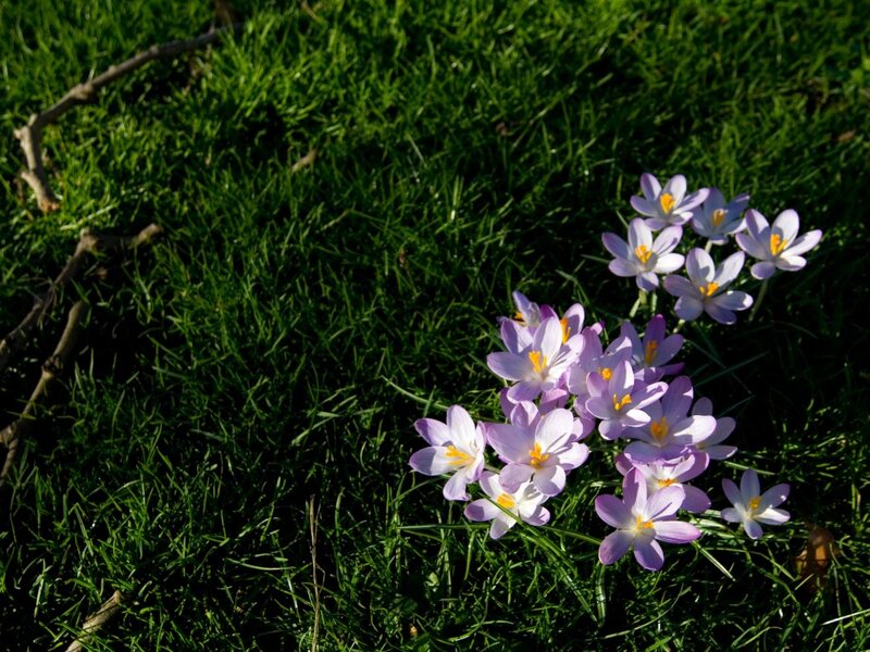 Purple Crocuses in Grass — Green, Serene, Spring, Photograph