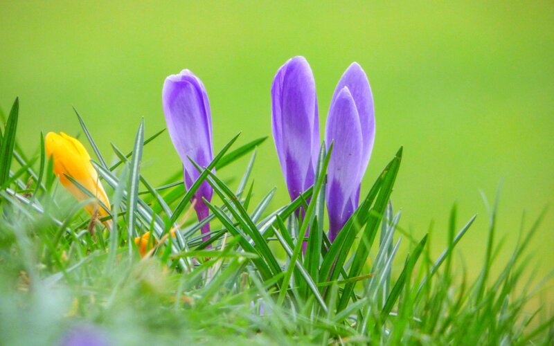 Purple Crocuses in Grass — Green, Serene, Spring, Photograph, Yellow Flower